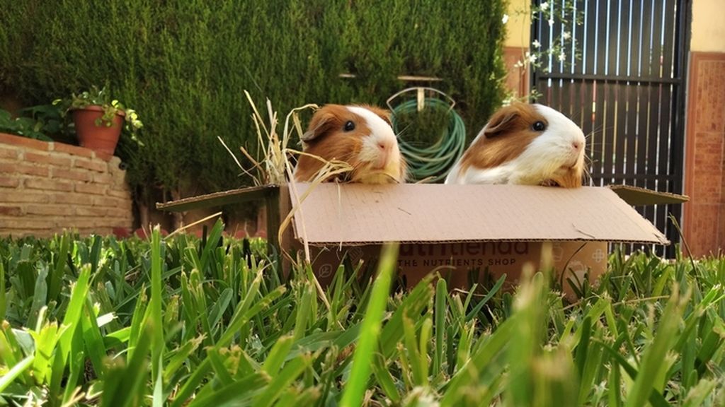 Pipa y Pimienta - Cobayas Holandesas