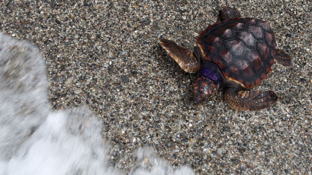 La tortuga boba, cada vez más frecuente en playas españolas por el calentamiento del mar