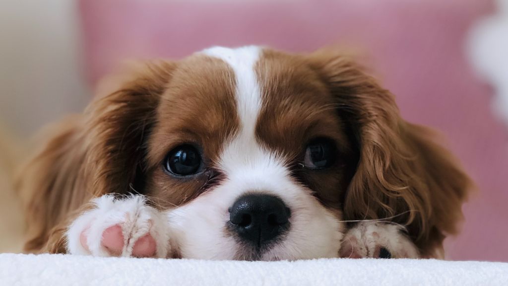 Pérdida de pelo en perros: causas y soluciones para poner fin a este problema