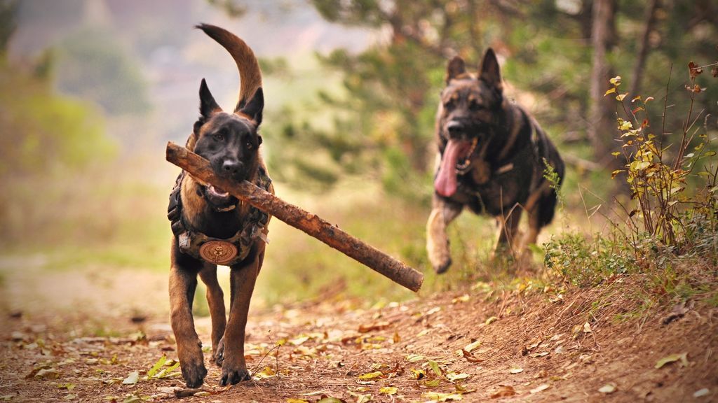 "Mi perro tiene miedo a otros perros": soluciones para hacer más fácil la vida de nuestra mascota