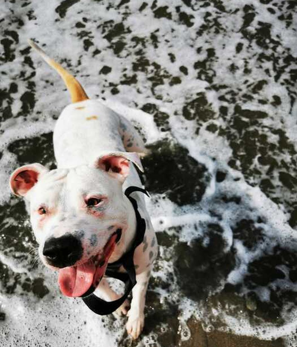 Kira - American stanfford