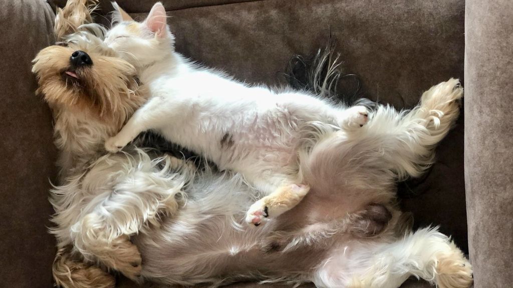 Lolo y Coci - Yorkshire terrier y gato común