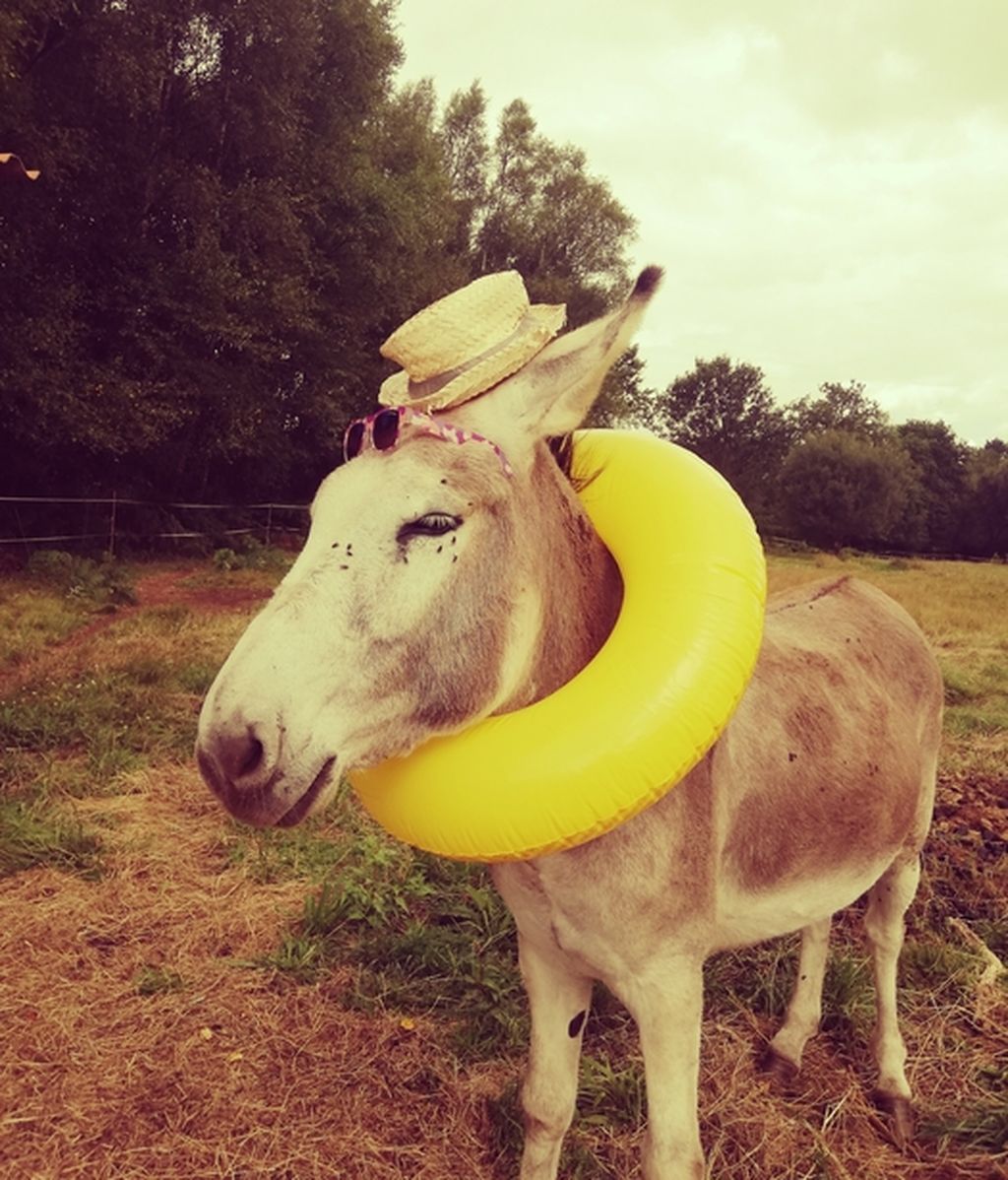 Budah - Burro fariñeiro