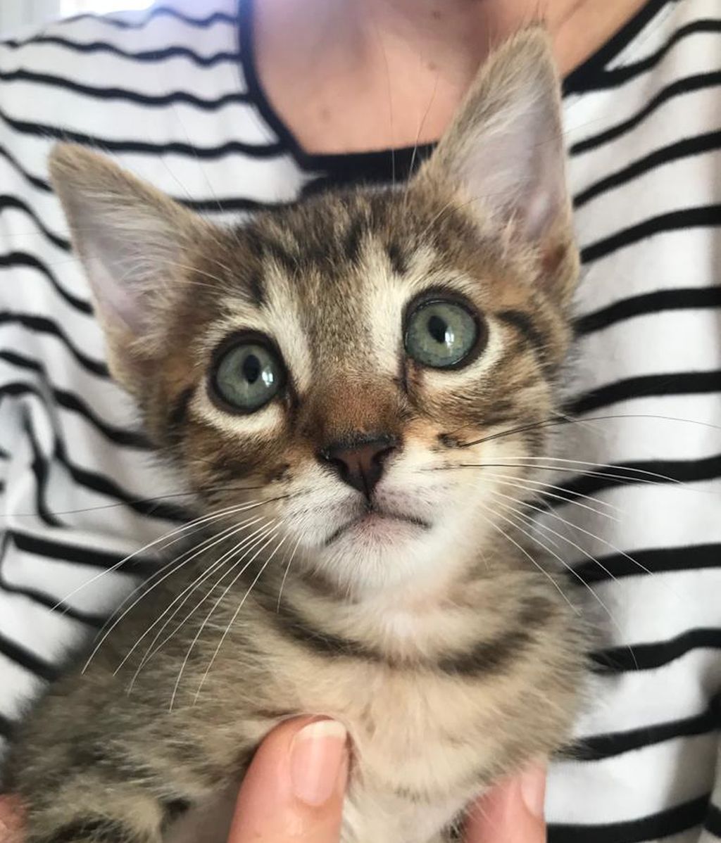 Zimbaue - Gato común