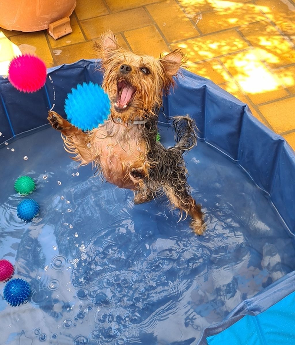 Terri - Yorkshire terrier