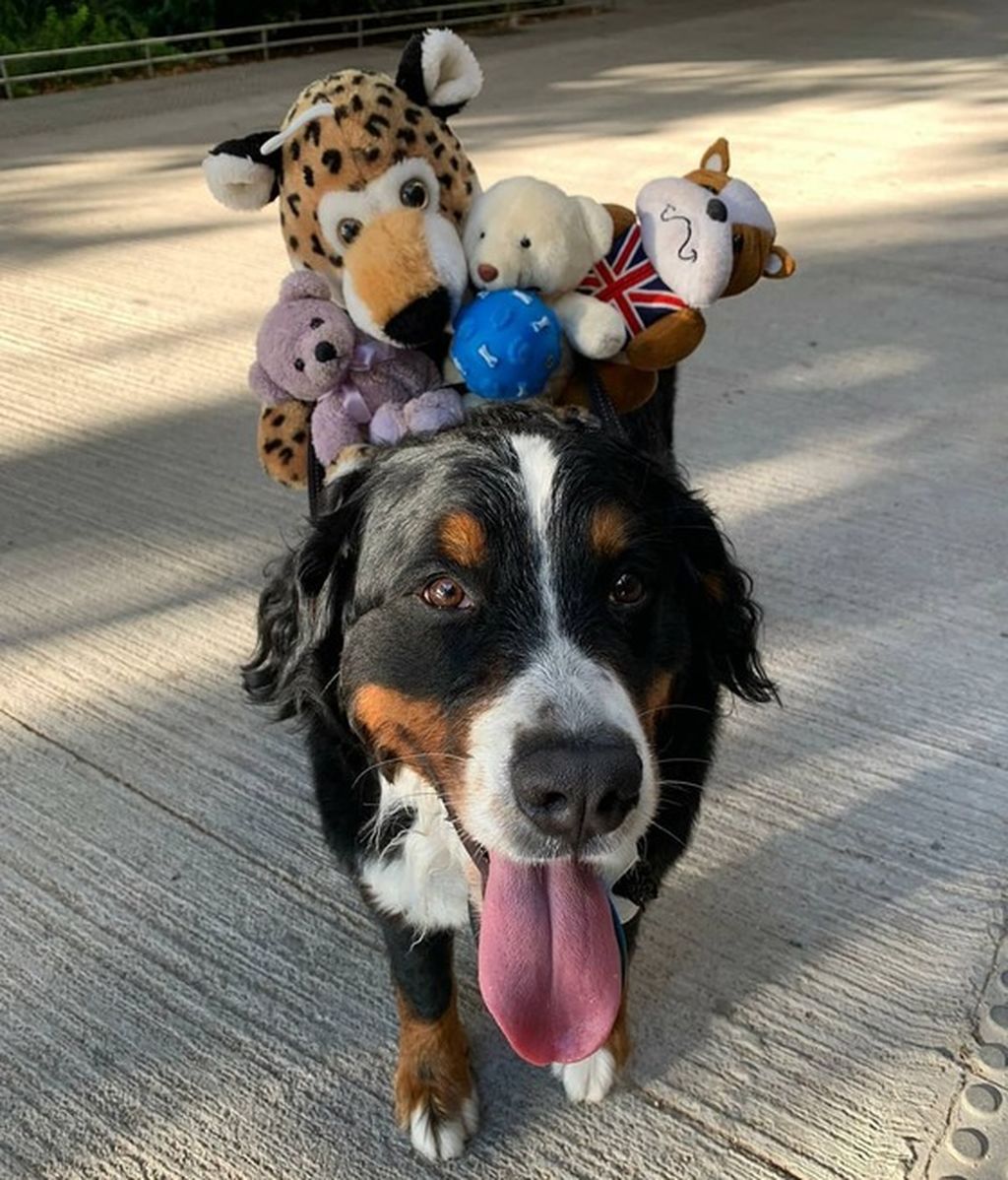 Kala - Bernes de la montaña