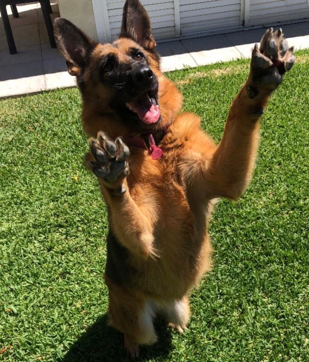 Kirma - Pastor alemán