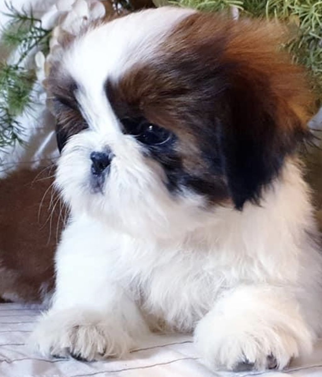 Pepa - Shih tzu