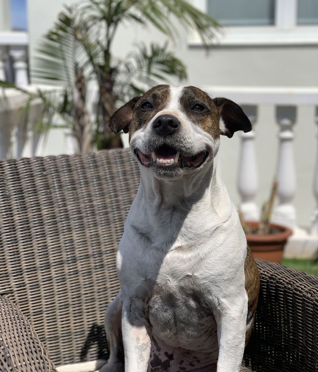 Rocky - American stanfford