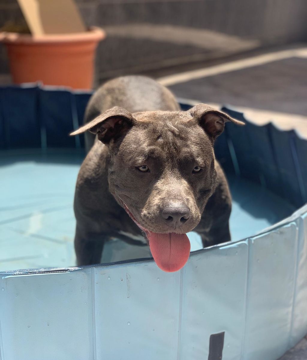 Saskia - American bully