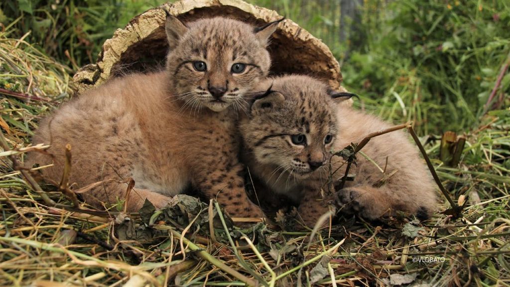 EuropaPress_3201546_cria_lince_iberico