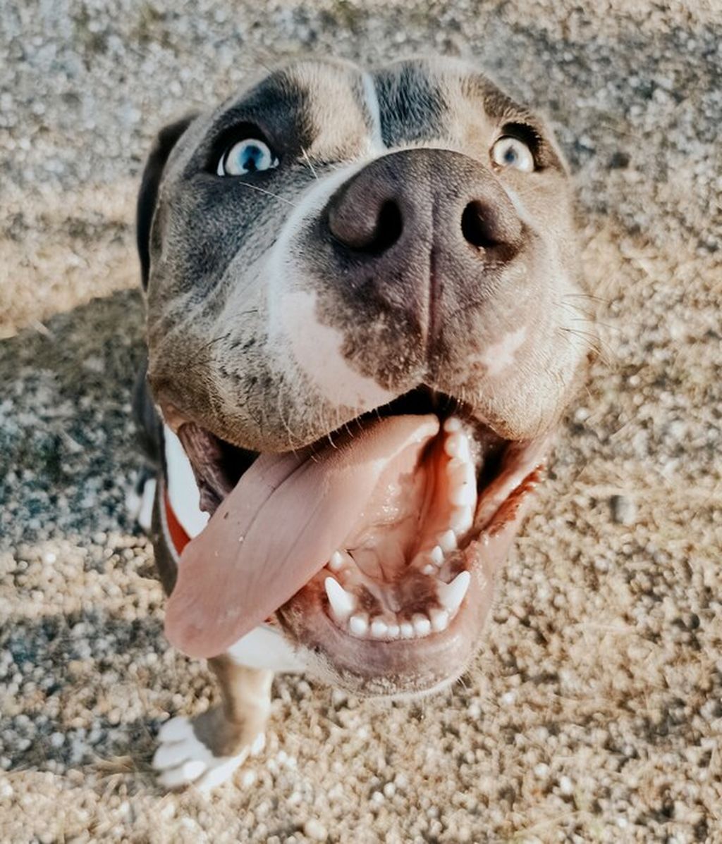Turbo - American bully