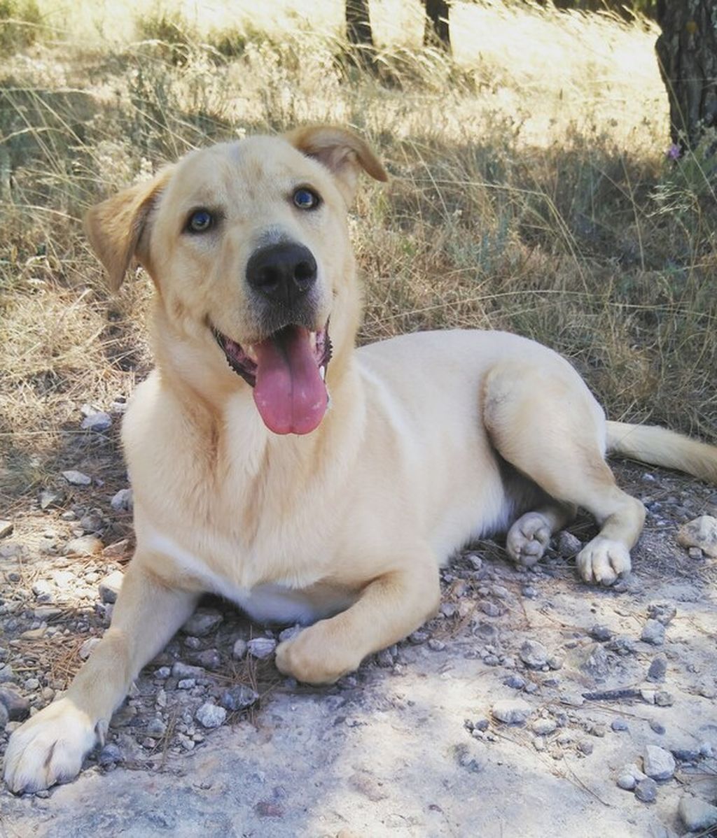 Enki - Labrador con podenco