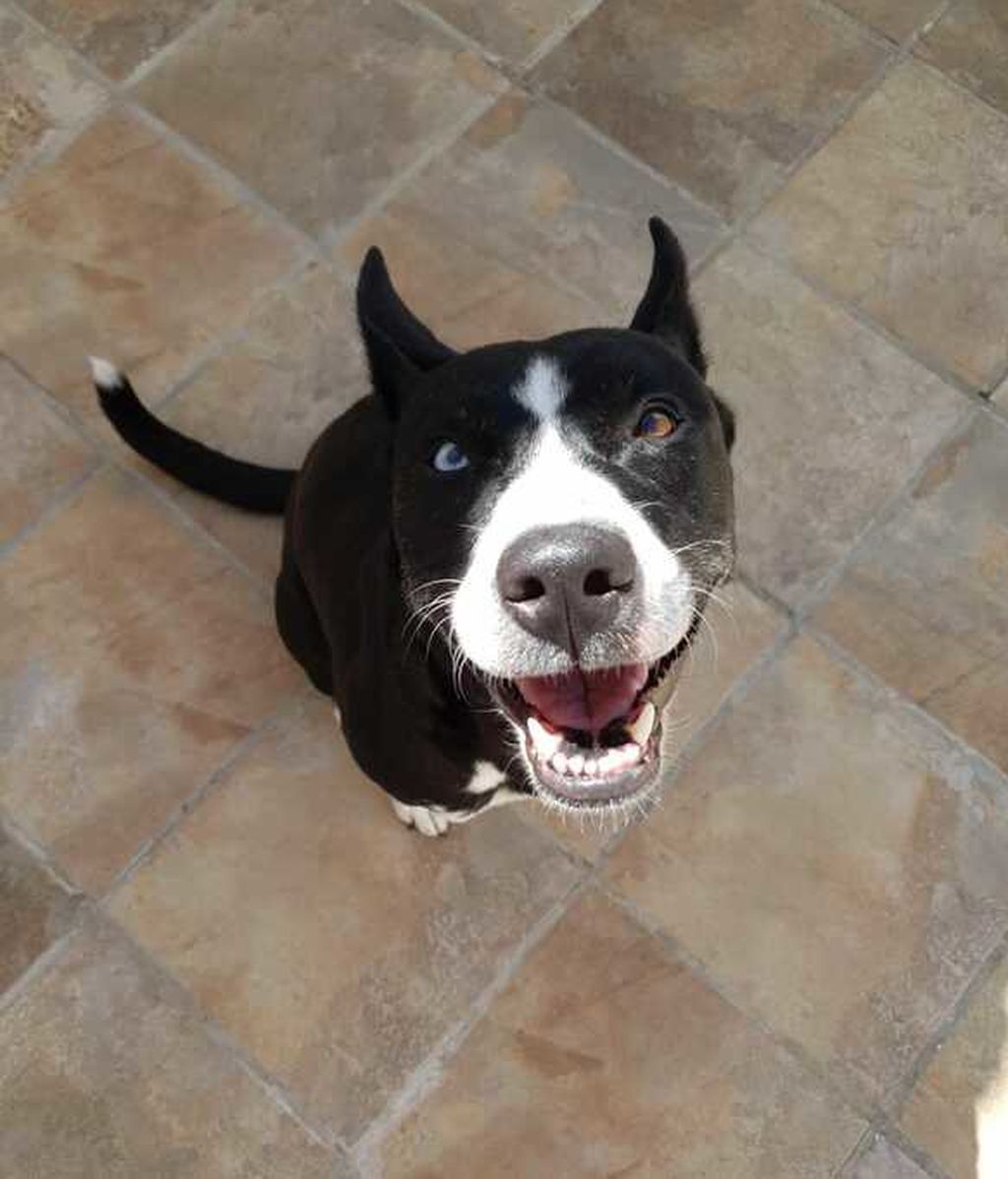 Kira - Pitbull con Husky