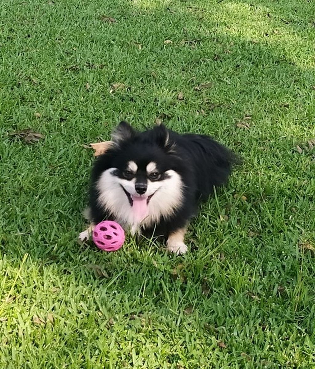 Becky - Pomerania lulú