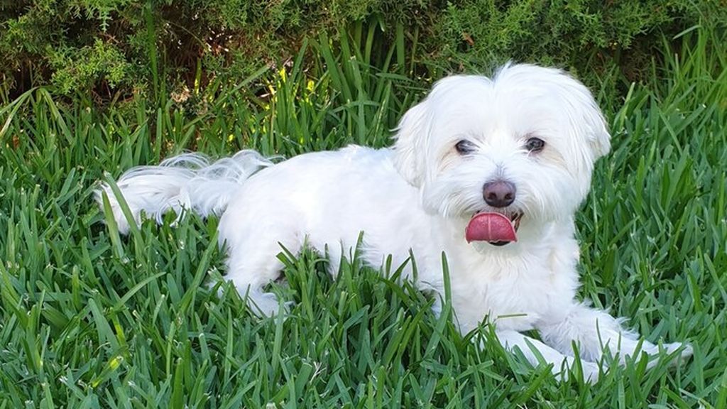 Coco - Bichón maltés