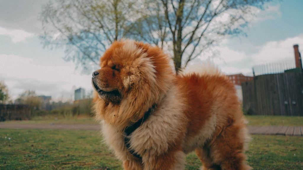 ¿Sabes por qué la lengua de tu Chow Chow es morada?