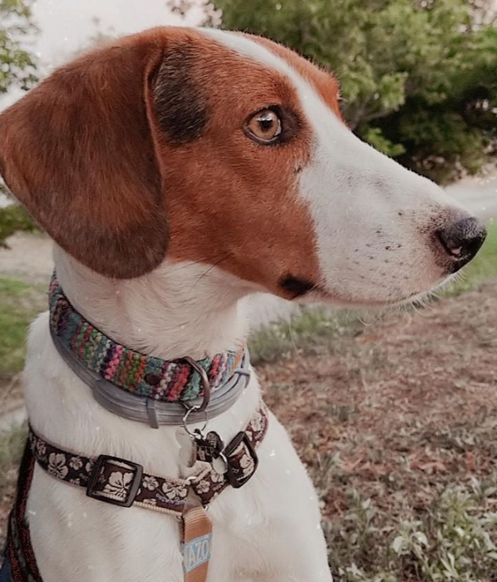 Jagger - Beagle con podenco