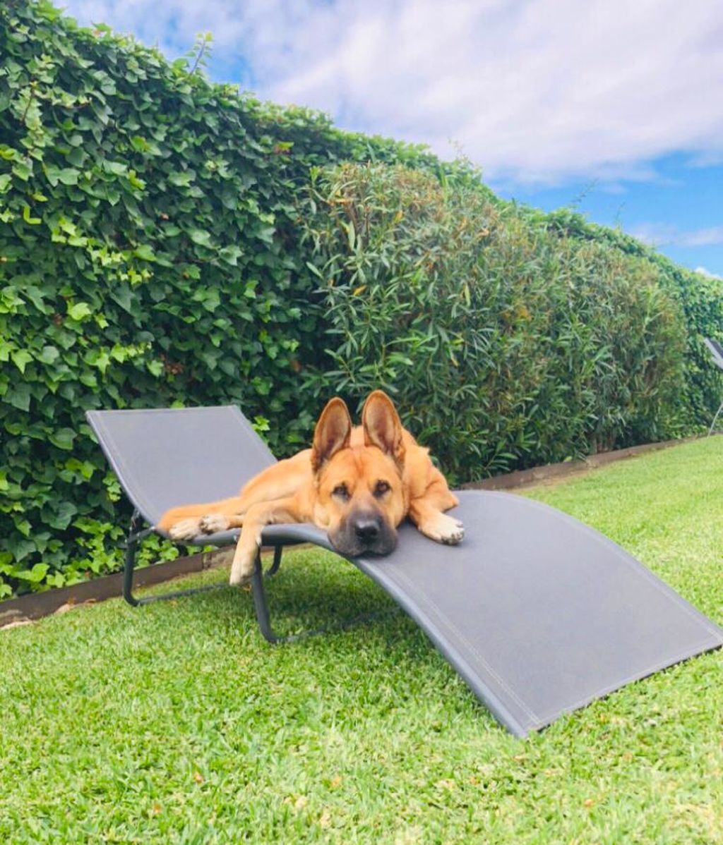 Marian - Pastor belga malinois con shar-pei