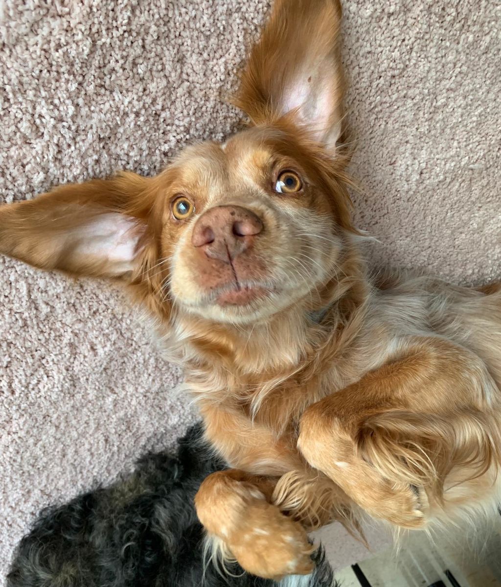 Brownie - Breton español