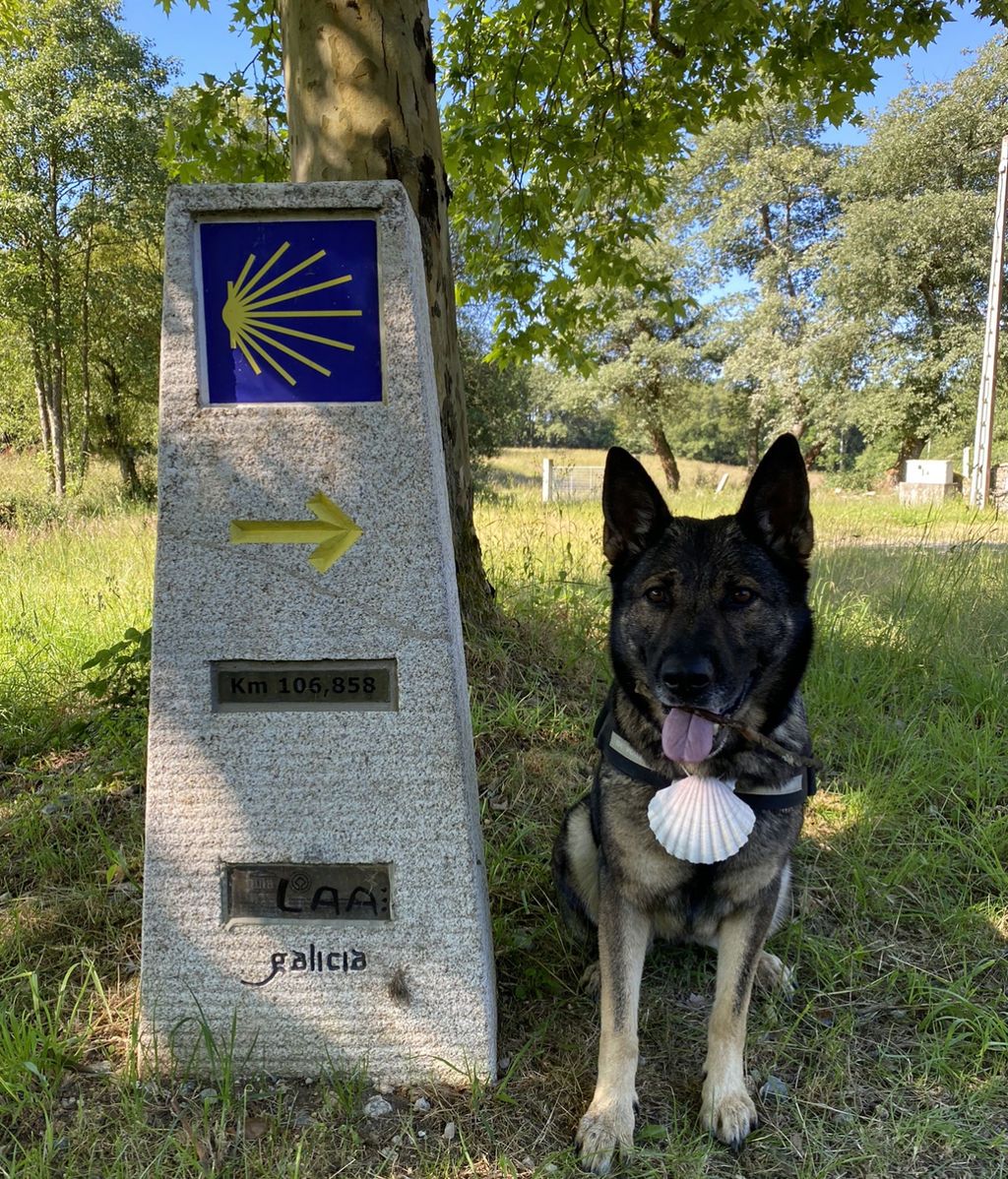 Caruchi - Pastor alemán