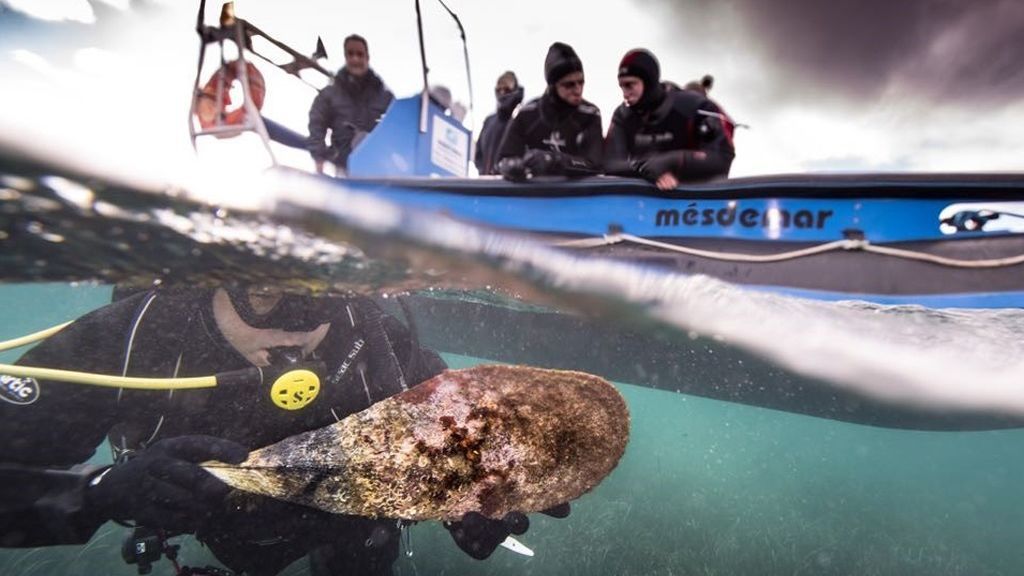 EuropaPress_2485795_proyecto_salvar_nacra_extincion_costa_valenciana