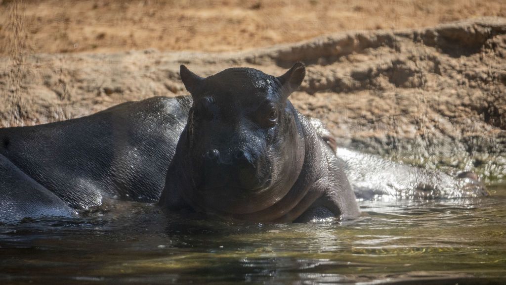 Gori, el bebé hipopótamo que esta semana ha cumplido tres meses de vida en el Bioparc.