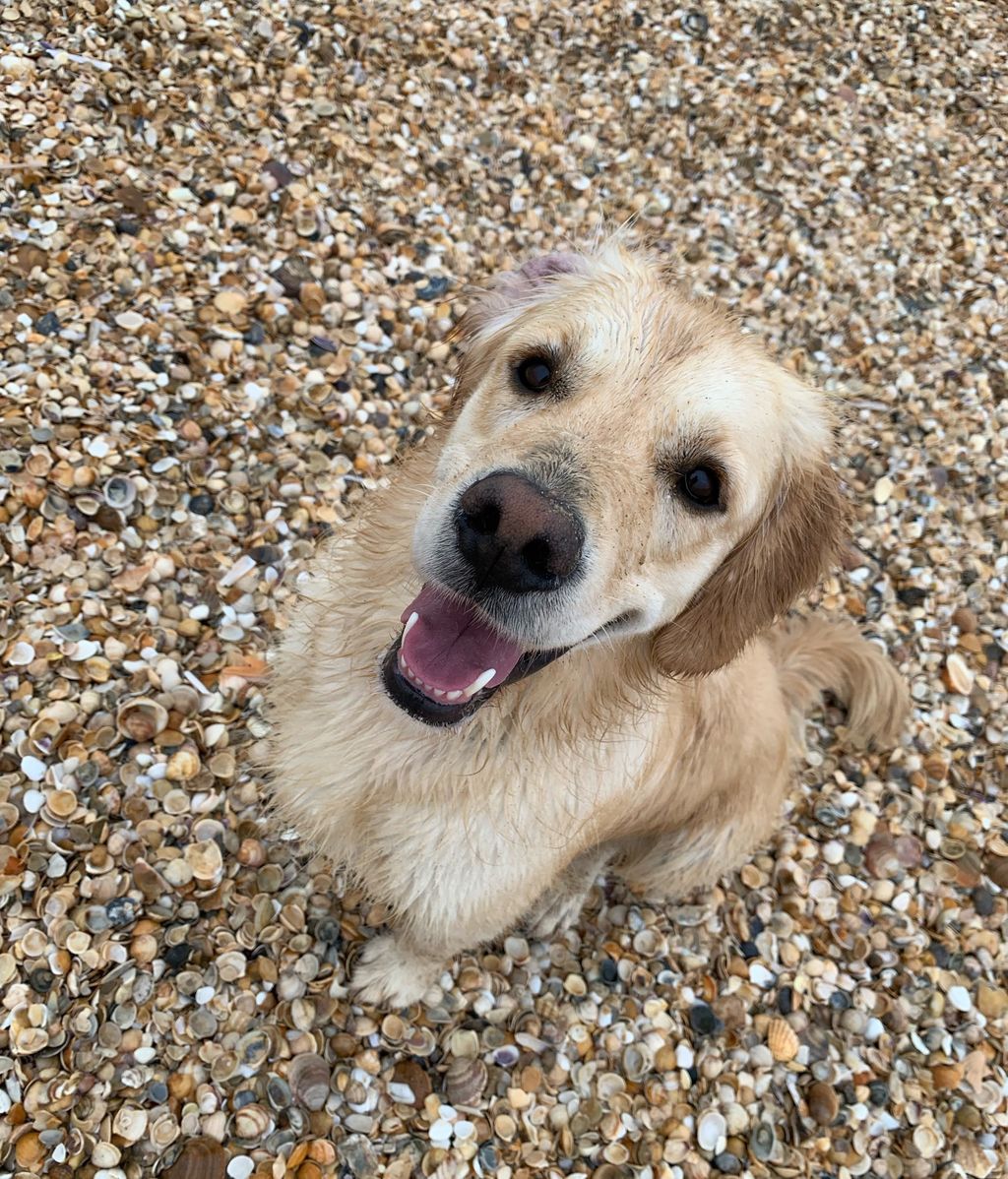 Aria - Golden retriever