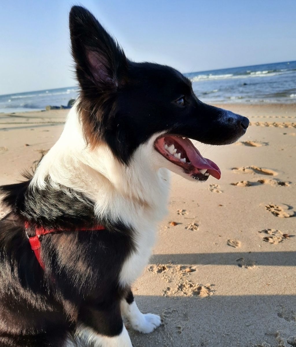 Akira - Border Collie