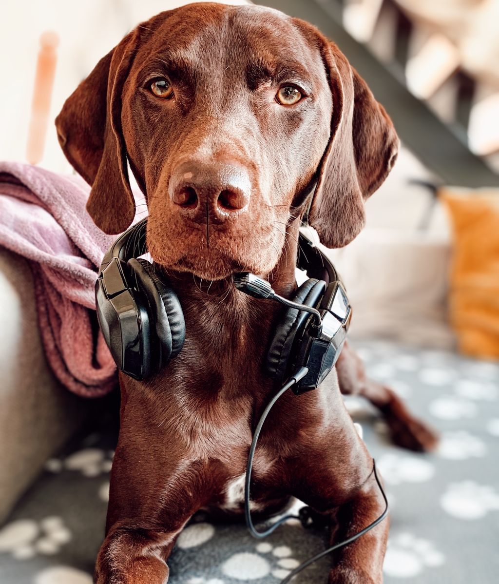 buddy - Braco alemán