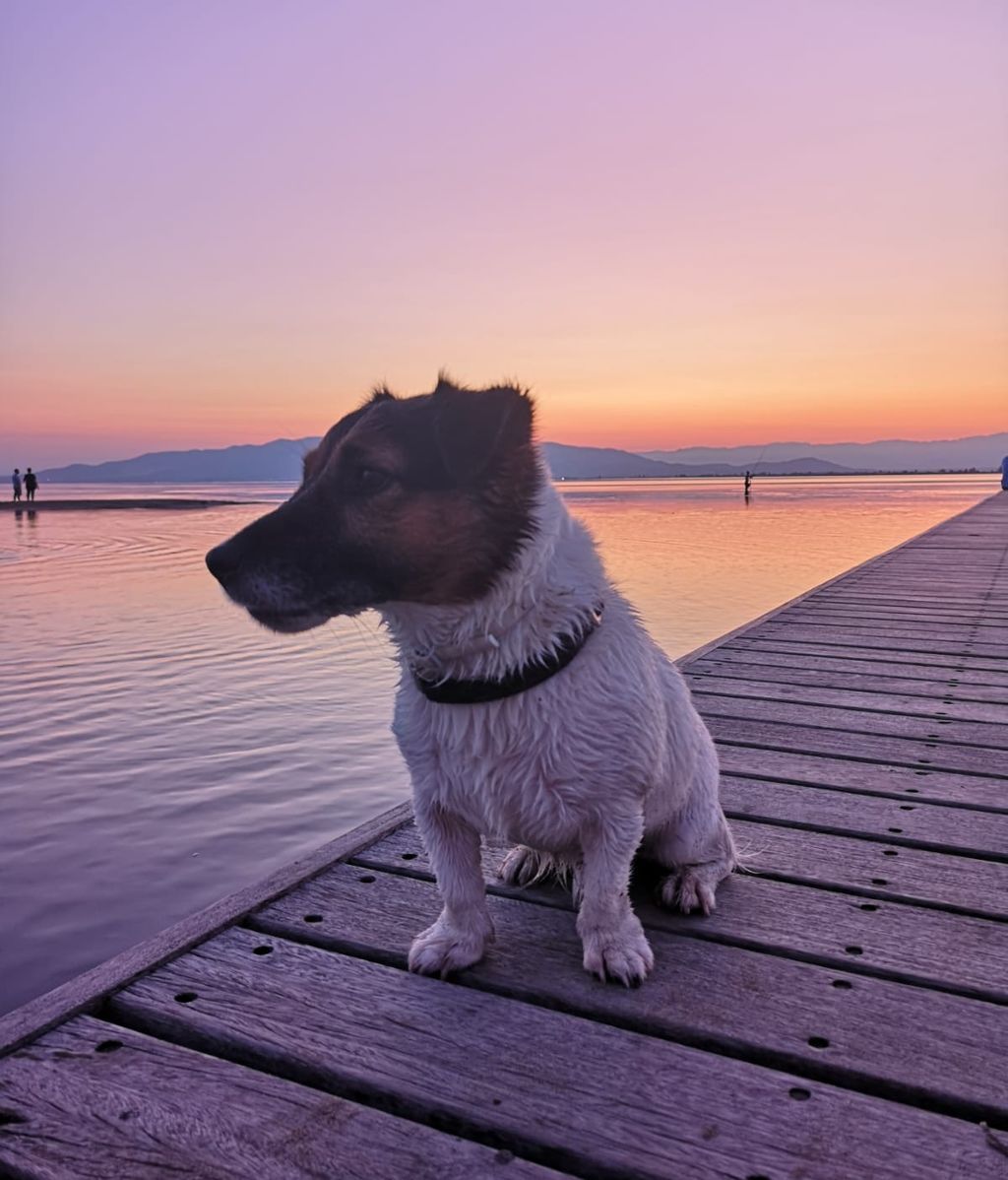 Russel - Jack russel