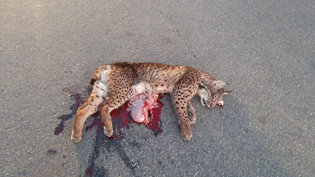 EuropaPress_2618105_muere_lince_iberico_atropellado_carretera_hinojos_villamanrique_condesa