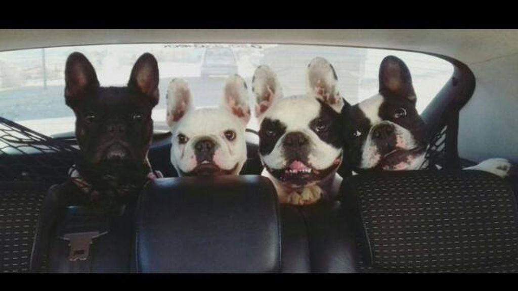 Gordo, Kira, Dumbo y Noah - Bulldog frances