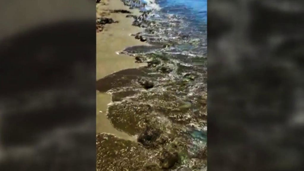 Cientos de medusas 'invaden' las playas de Isla Canela, en Huelva