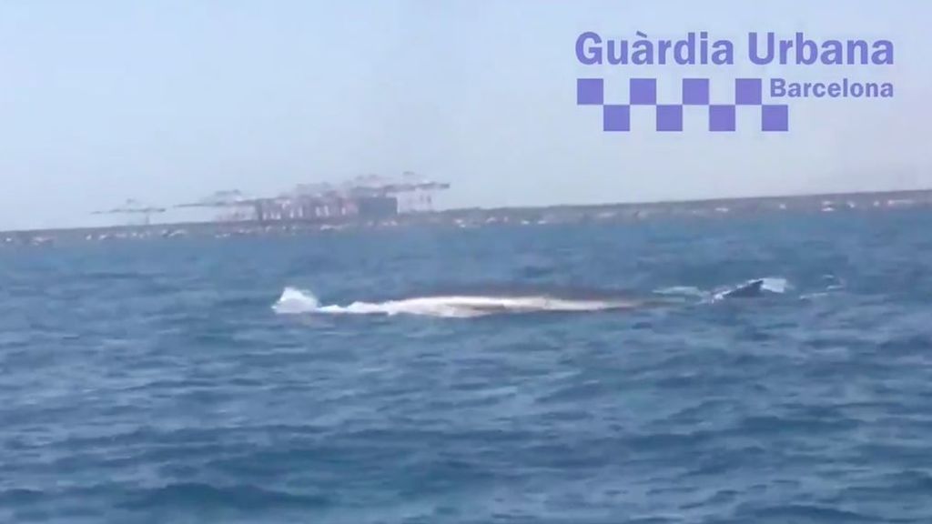 Una familia de ballenas corta el tráfico marítimo en Barcelona: la guardia Urbana las acompañó a mar abierto