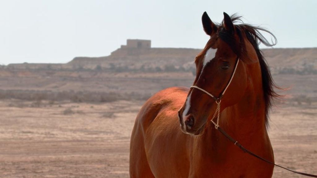 Andalucía suma 19 casos de fiebre del Nilo detectados en caballos Andalucía suma 19 casos de fiebre del Nilo detectados en caballos