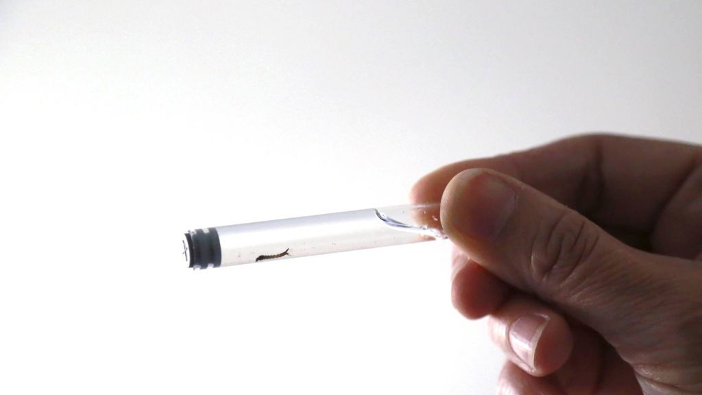 Mosquitos modificados genéticamente: el proyecto para evitar la propagación del dengue y el zika Mosquitos modificados genéticamente: el proyecto para evitar la propagación del dengue y el zika