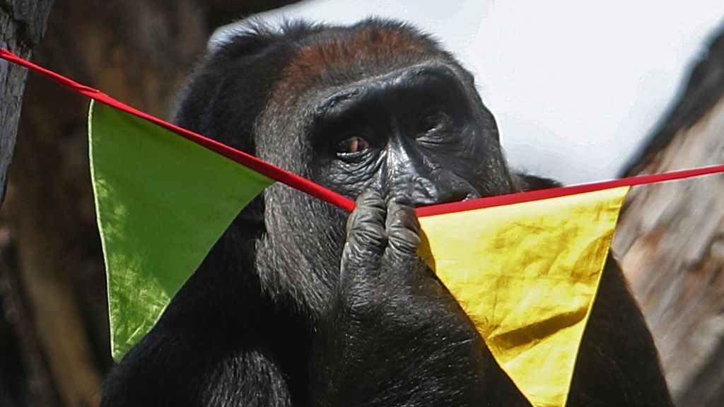 Los gorilas, las ballenas blancas y los delfines entre los animales con más riesgo de contagio del coronavirus Los gorilas, las ballenas blancas y los delfines entre los animales con más riesgo de contagio del coronavirus