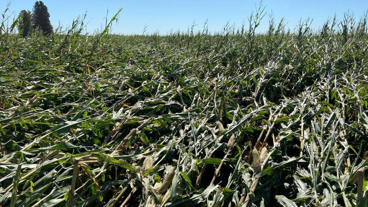 Un campo de maíz, hecho trizas: así lo dejó el fuerte viento del reciente 'derecho'