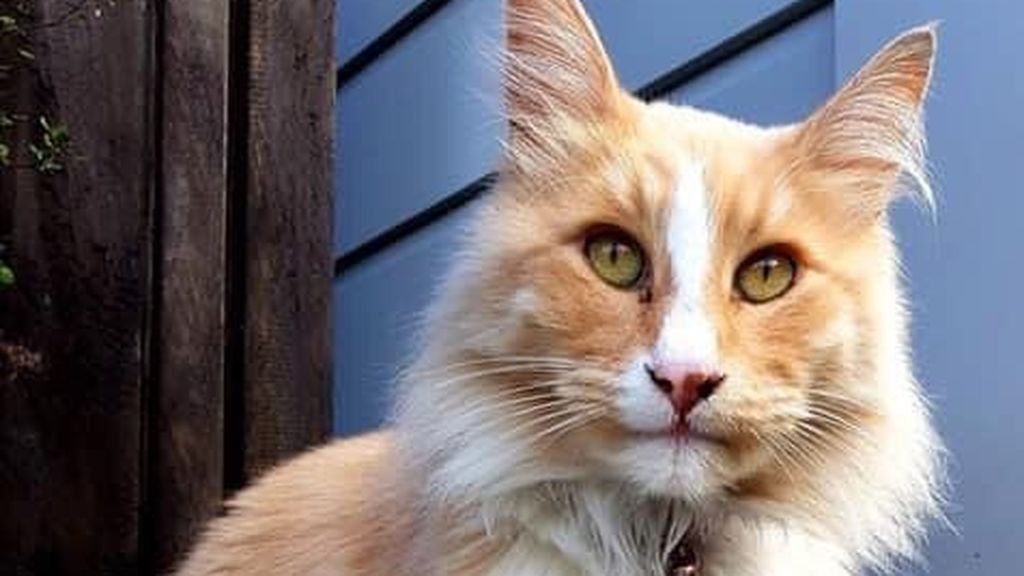 Mittens es un gato callejero que compite por convertirse en el neozelandés del año