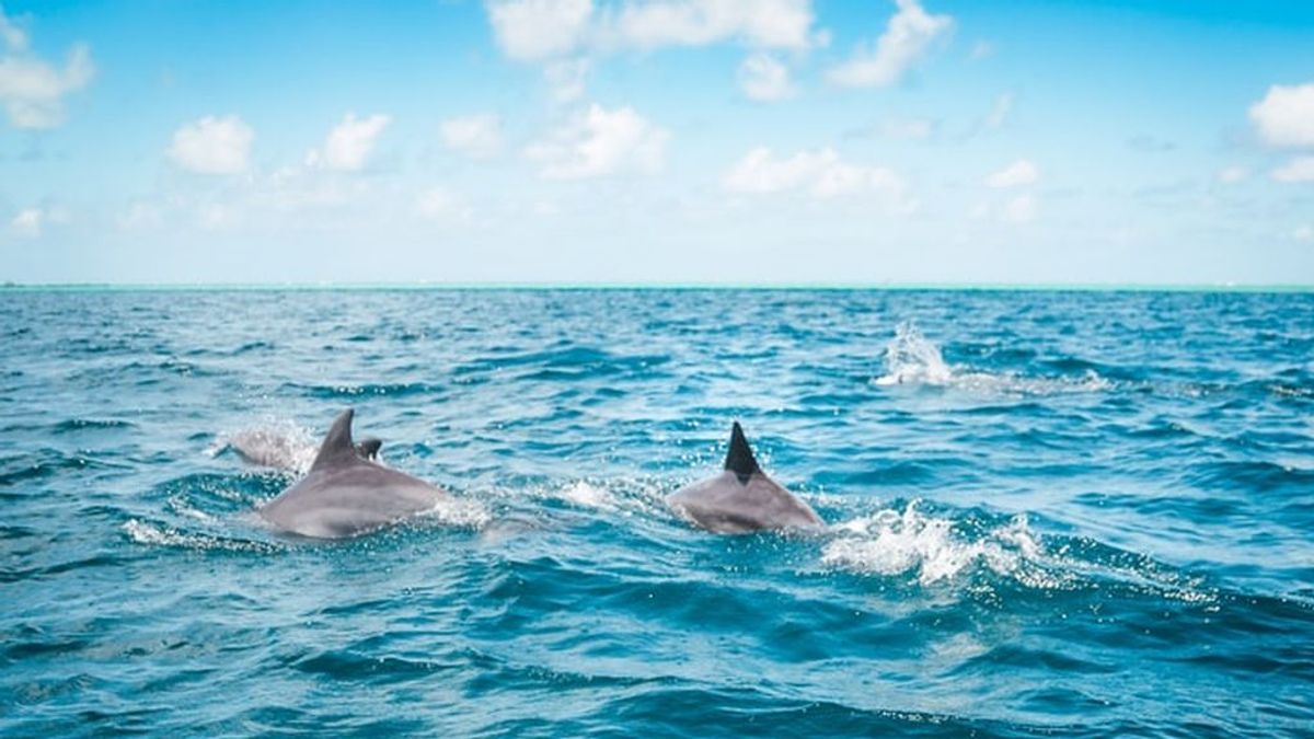 Denunciado un hombre por acosar a un grupo de delfines con una moto acuática
