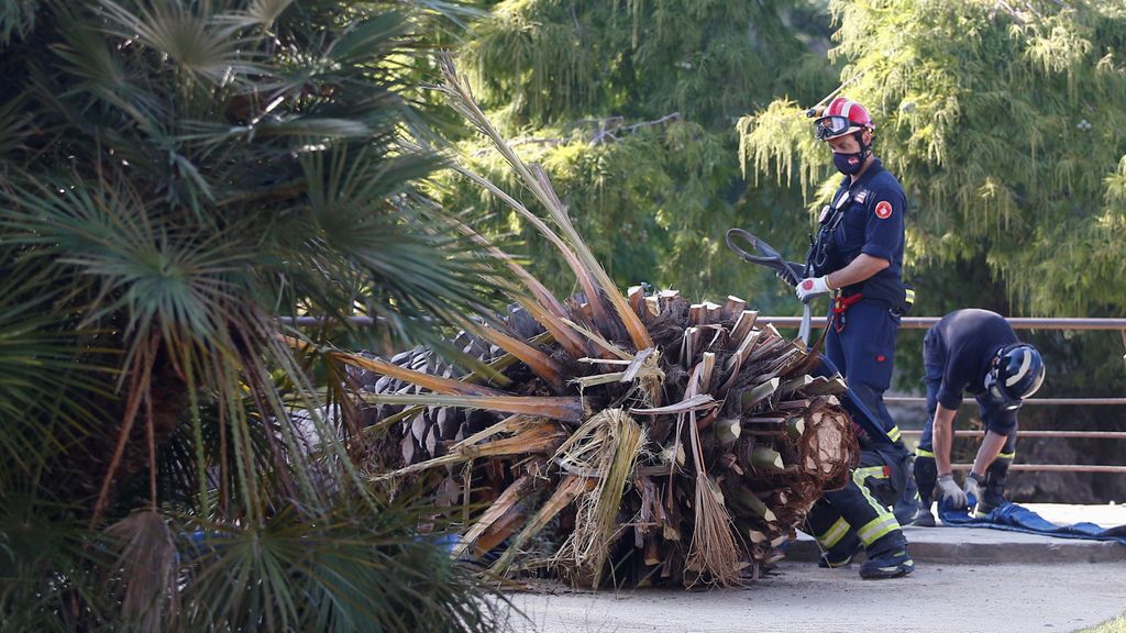 Un hombre de 41 años muere tras caerle una palmera en el parque de la Ciutadella de Barcelona Un hombre de 41 años muere tras caerle una palmera en el parque de la Ciutadella de Barcelona