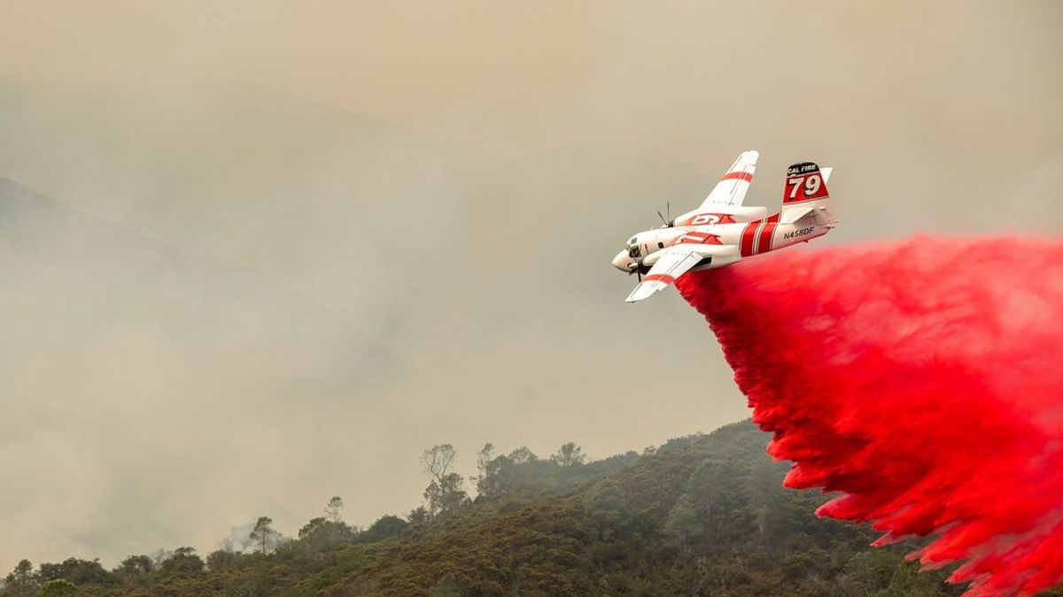 Milagro ambiental: las secuoyas milenarias sobreviven a los incendios de California