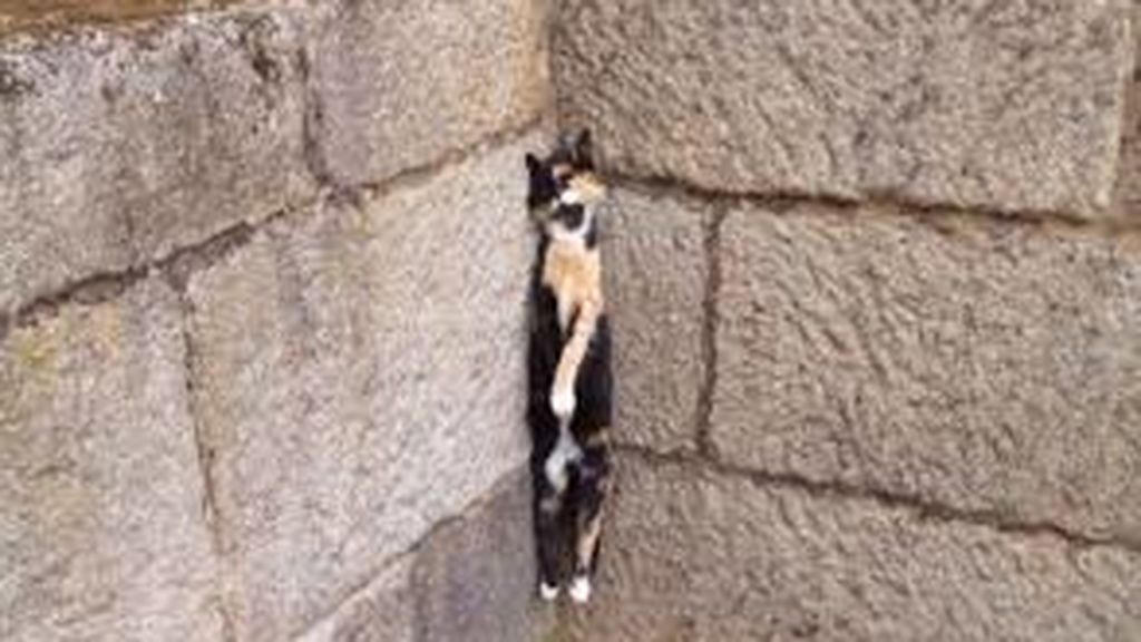 Ofrecen 1.000 euros de recompensa para quien de pistas sobre el ahorcamiento de un gato en Xunqueira de Ambía, Ourense