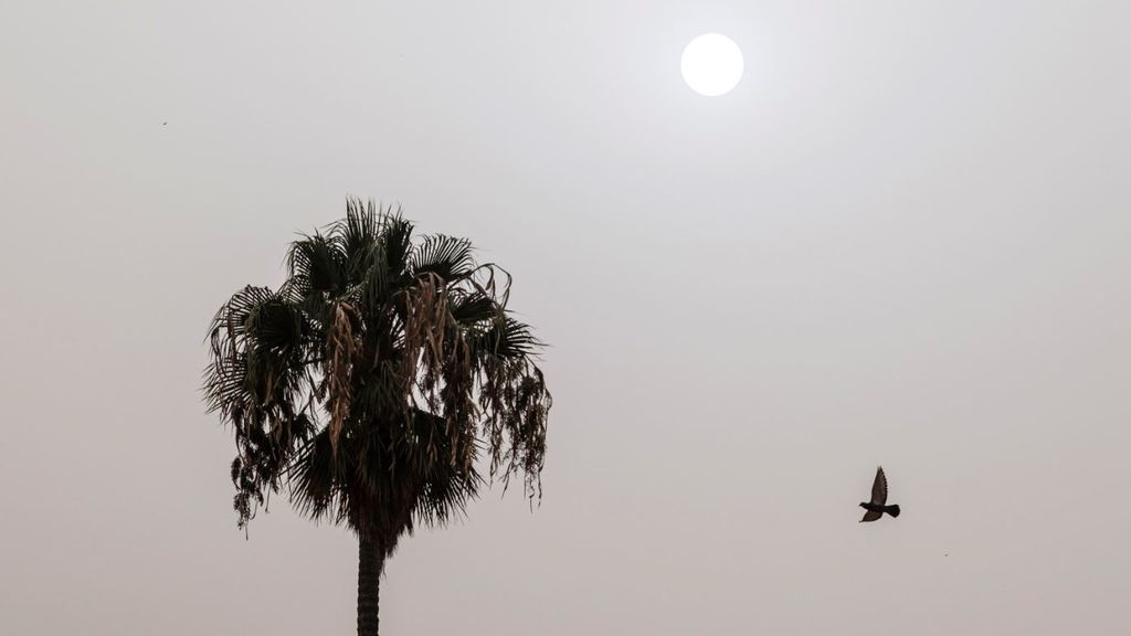 39 grados a las 06:30 de la madrugada: la noche infernal que han sufrido en Pájara (Fuerteventura) 39 grados a las 06:30 de la madrugada: la noche infernal que han sufrido en Pájara (Fuerteventura)