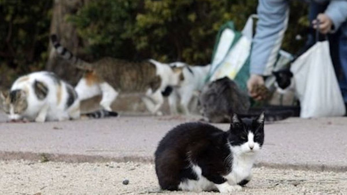 Ofrecen 1.000 euros de recompensa para quien de pistas sobre el ahorcamiento de un gato en Xunqueira de Ambía, Ourense