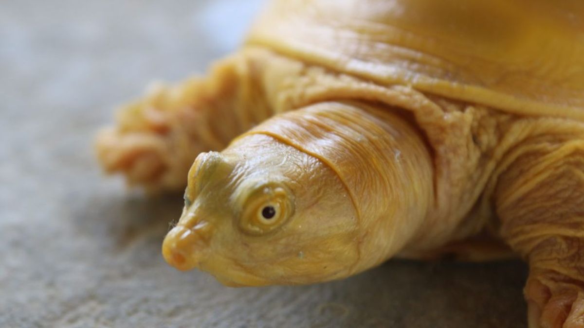 Encuentran por primera vez una tortuga dorada en Nepal