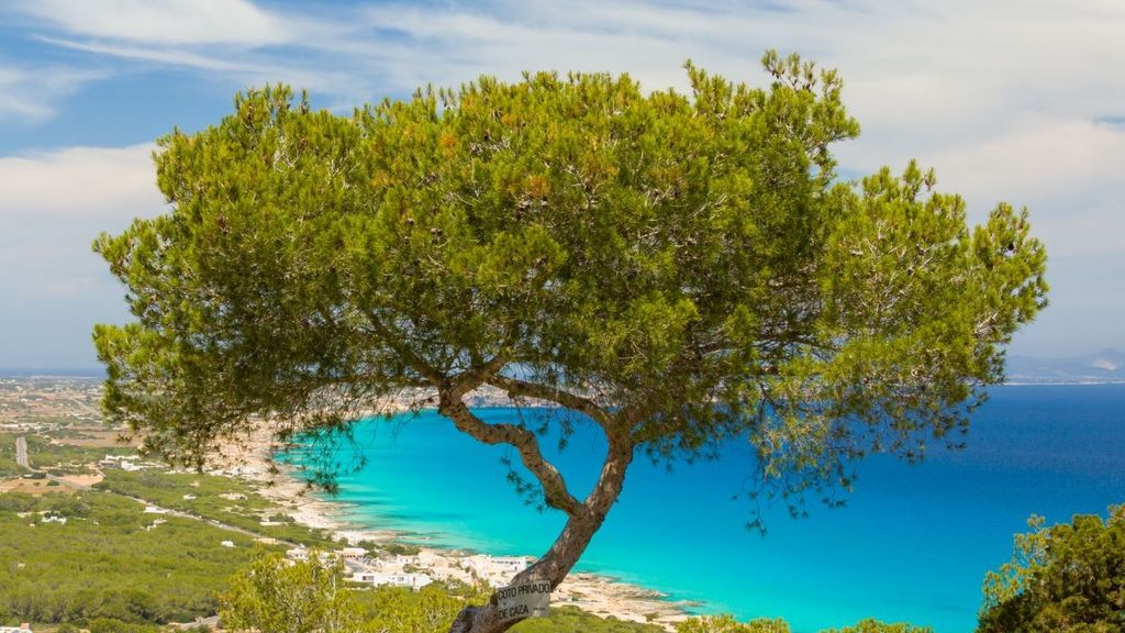 Detenido el juez de paz de Formentera por tener a trabajadores que debían estar en cuarentena Detenido el juez de paz de Formentera por tener a trabajadores que debían estar en cuarentena