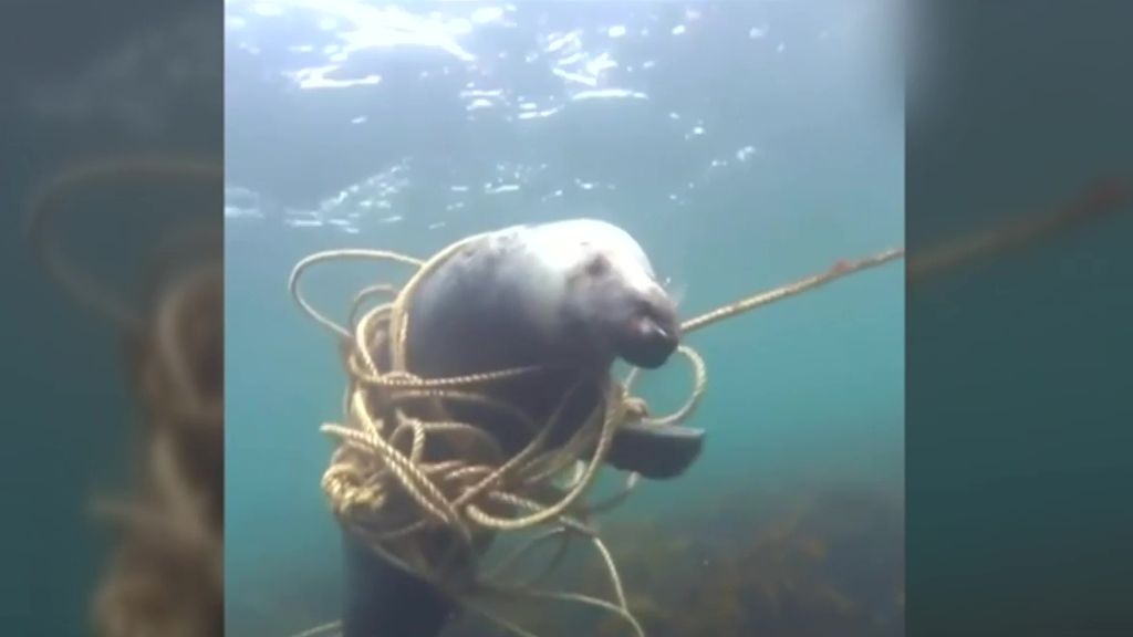 Una foca gris logra liberarse sola de la cuerda en la que quedó atrapada