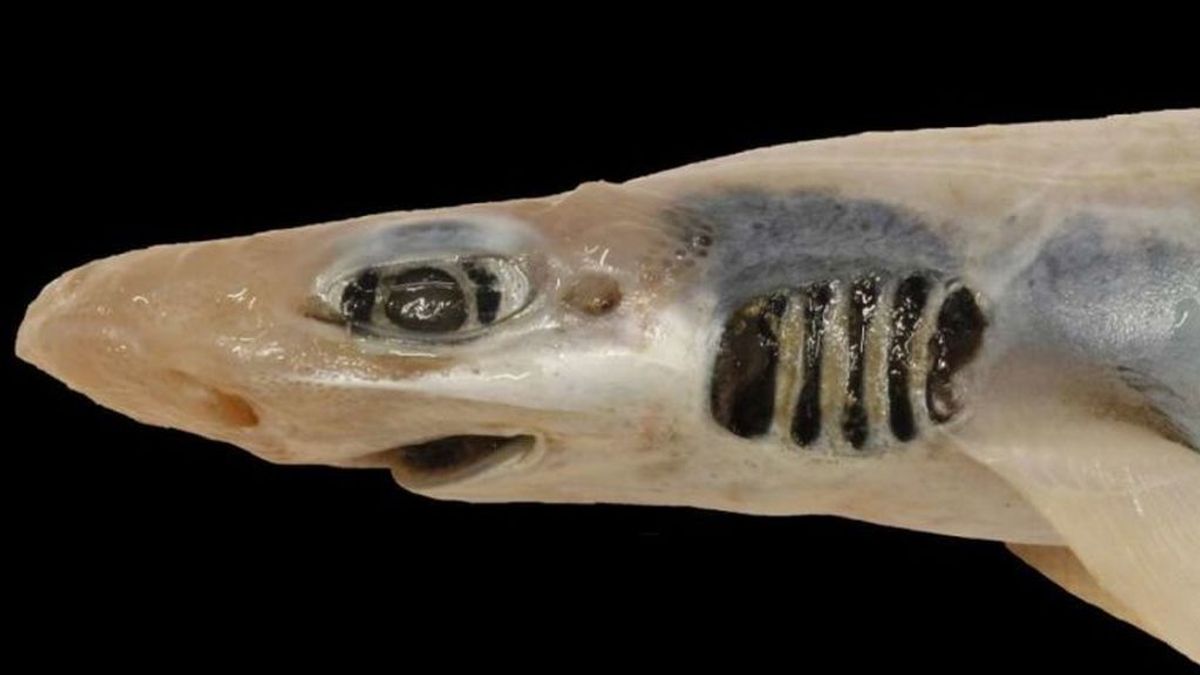 Sin piel y sin dientes: el misterio del tiburón hallado en el Mediterráneo